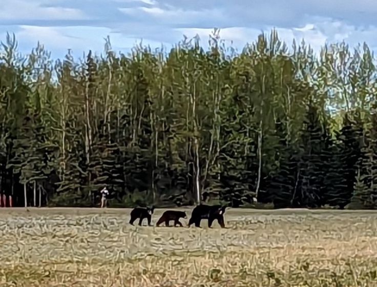 Bears at Campbell Creek, May 24, 2023